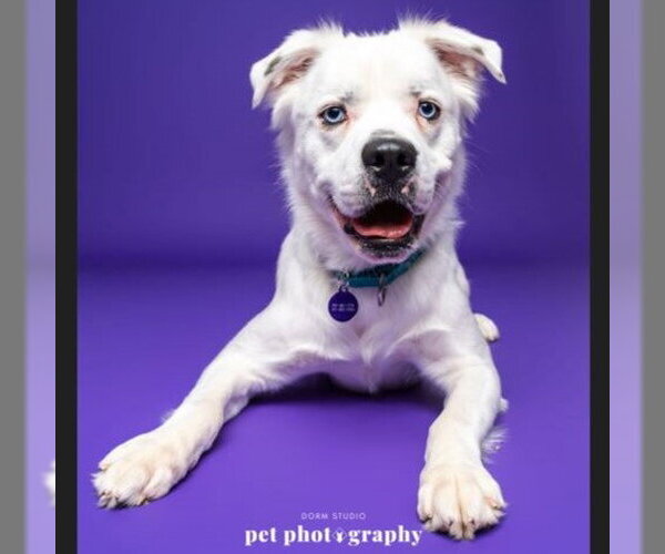 Medium Photo #17 Great Pyrenees-Unknown Mix Puppy For Sale in Fargo, ND, USA
