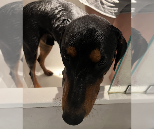 Medium Photo #4 Doberman Pinscher Puppy For Sale in Brooklyn, NY, USA