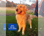 Small #3 Golden Retriever