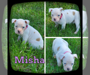 Olde English Bulldogge Puppy for sale in WHEELER, MI, USA