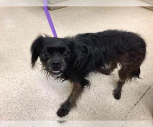 Pekingese Dogs for adoption in Riverside, CA, USA