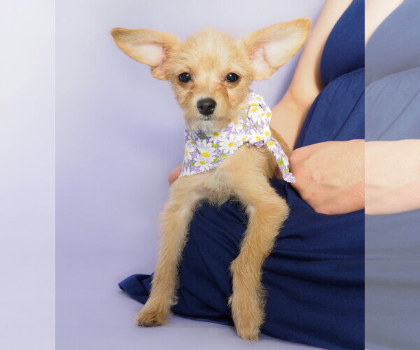 Medium Photo #1 Chi-Poo (Toy) Puppy For Sale in Phoenix, AZ, USA