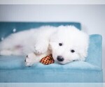 Small Photo #4 Maremma Sheepdog Puppy For Sale in WITTMANN, AZ, USA