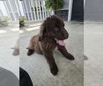 Puppy Briar Newfoundland