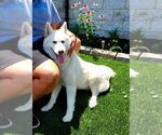 Small #1 Siberian Husky