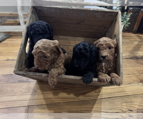 Medium Photo #9 Goldendoodle (Miniature) Puppy For Sale in VOLANT, PA, USA