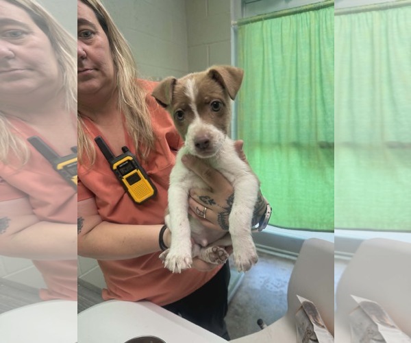 Medium Photo #4 Jack Russell Terrier-Unknown Mix Puppy For Sale in SHERBURNE, NY, USA