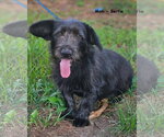 Small #3 Basset Hound Mix