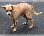 Small Photo #3 Chihuahua-Unknown Mix Puppy For Sale in Vernonia, OR, USA