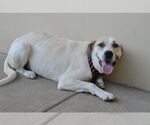 Small #1 Great Pyrenees Mix