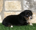 Small Photo #8 Miniature Australian Shepherd Puppy For Sale in COLLEGE STA, TX, USA