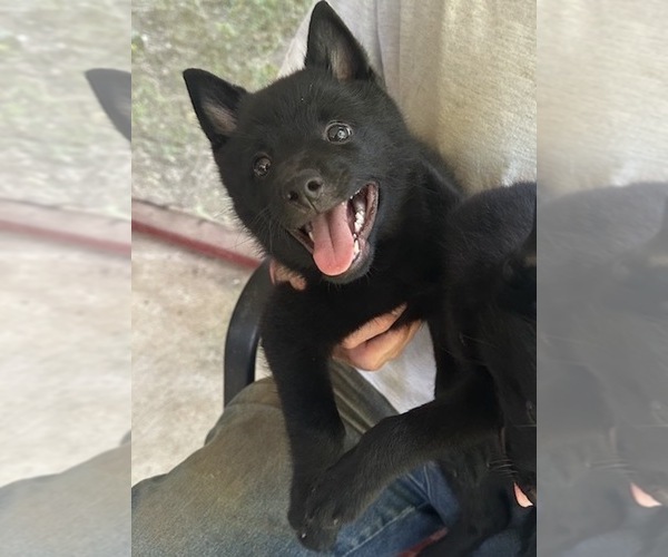 Medium Photo #3 Schipperke Puppy For Sale in CARROLLTON, GA, USA