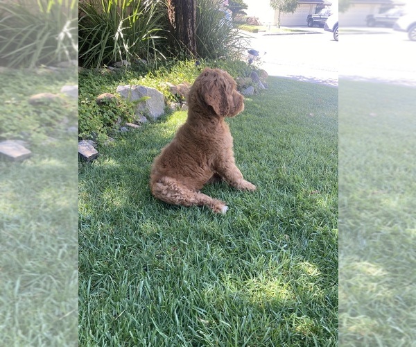 Medium Photo #3 Goldendoodle Puppy For Sale in BREA, CA, USA