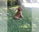 Small Photo #3 Goldendoodle Puppy For Sale in BREA, CA, USA