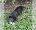 Small #3 Mutt
