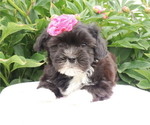 Small Photo #6 Zuchon Puppy For Sale in THORP, WI, USA