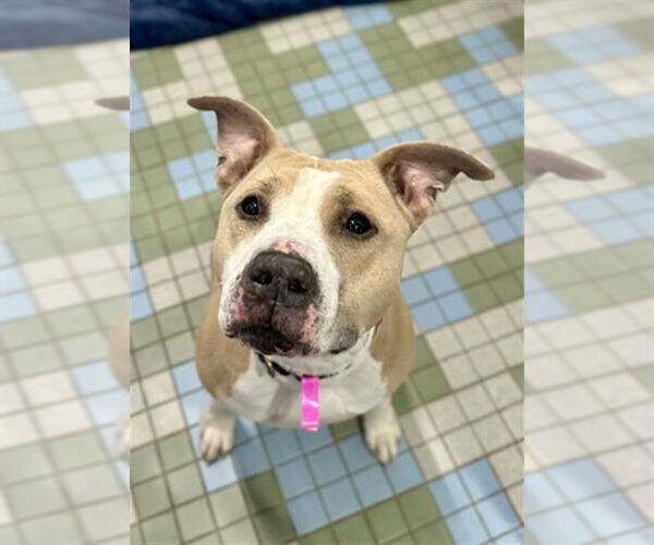 Medium Photo #2 American Staffordshire Terrier-Labrador Retriever Mix Puppy For Sale in Fort Collins, CO, USA