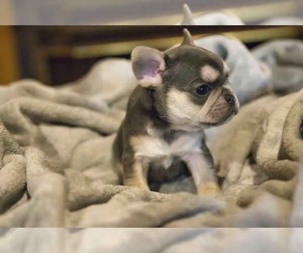 Medium Photo #1 French Bulldog Puppy For Sale in WEST PLAINS, MO, USA