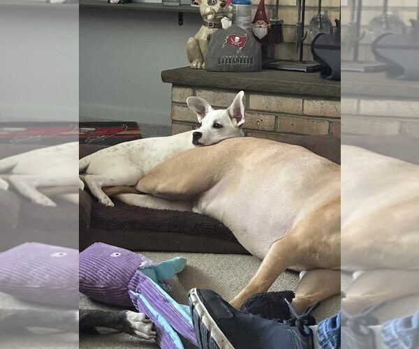 Medium Photo #2 Mutt Puppy For Sale in New York, NY, USA