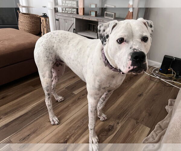 Medium Photo #25 American Bulldog Puppy For Sale in Raleigh, NC, USA