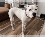 Small #24 American Bulldog