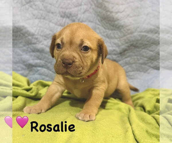 Medium Photo #1 Staffordshire Bull Terrier-Unknown Mix Puppy For Sale in Holly Springs, NC, USA