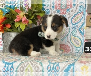 Pembroke Welsh Corgi Puppy for sale in LANCASTER, PA, USA