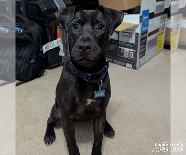 Medium Photo #11 Labrador Retriever-Unknown Mix Puppy For Sale in Washington, DC, USA