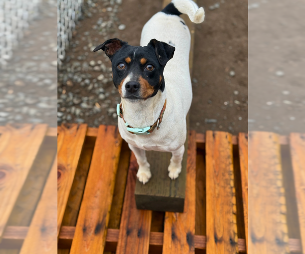 Medium Photo #1 Rat Terrier Puppy For Sale in MOLALLA, OR, USA