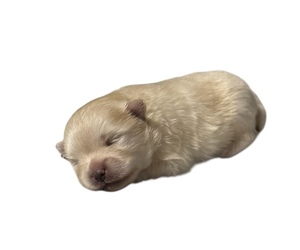 Pomeranian Puppy for sale in ALBANY, NY, USA