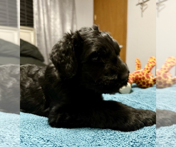 Medium Photo #6 Schnauzer (Giant) Puppy For Sale in BAXLEY, GA, USA