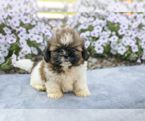 Shih Tzu Litter for sale in BALTIC, OH, USA