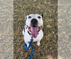 Mutt Dogs for adoption in Shreveport, LA, USA