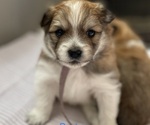 Small Photo #7 Pomeranian Puppy For Sale in EMPORIA, VA, USA