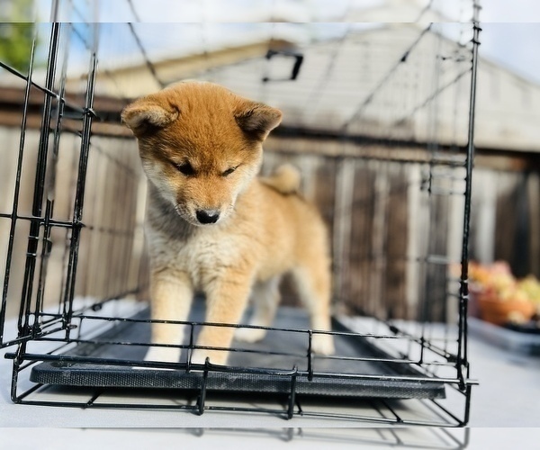 Medium Photo #54 Shiba Inu Puppy For Sale in FREMONT, CA, USA