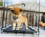 Small Photo #54 Shiba Inu Puppy For Sale in FREMONT, CA, USA