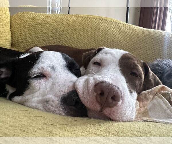 Medium Photo #4 American Pit Bull Terrier-Unknown Mix Puppy For Sale in Germantown, OH, USA