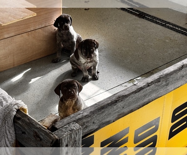 Medium Photo #1 German Shorthaired Pointer Puppy For Sale in STRAWBERRY POINT, IA, USA