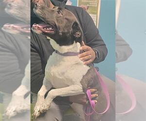 Labrador Retriever-Unknown Mix Dogs for adoption in Houston, TX, USA