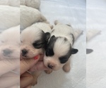 Small Photo #3 Shiranian Puppy For Sale in PLANO, TX, USA