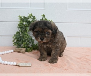 Cavapoo Puppy for sale in HOLMESVILLE, OH, USA