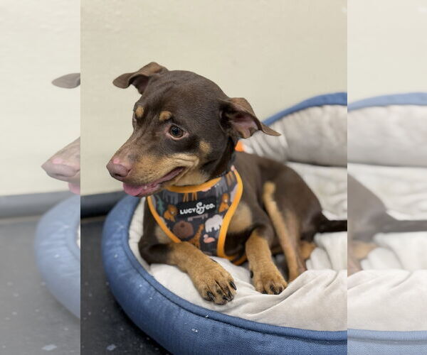 Medium Photo #6 Miniature Pinscher-Unknown Mix Puppy For Sale in Oakhurst, NJ, USA