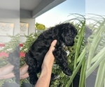 Small Photo #6 Cavapoo Puppy For Sale in PEORIA, AZ, USA