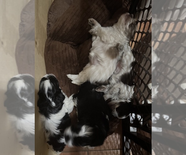 Medium Photo #1 Schnauzer (Miniature) Puppy For Sale in PFLUGERVILLE, TX, USA