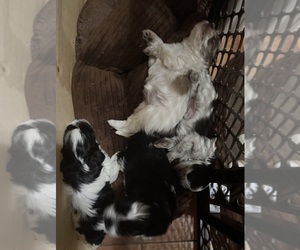 Schnauzer (Miniature) Litter for sale in PFLUGERVILLE, TX, USA