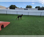 Small Photo #5 Doberman Pinscher Puppy For Sale in Buffalo, MN, USA