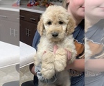 Small Photo #12 Goldendoodle Puppy For Sale in FREDONIA, KY, USA