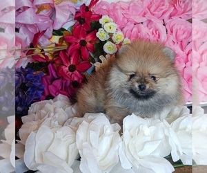 Pomeranian Puppy for sale in BEVERLY HILLS, CA, USA