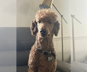 Father of the Poodle (Standard) puppies born on 04/13/2026