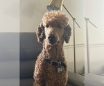 Small Photo #1 Poodle (Standard) Puppy For Sale in ROCK HILL, SC, USA